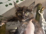 Chaton femelle Maine Coon non LOOF à vendre janvier 2026