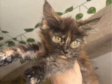 Chaton femelle Maine Coon non LOOF à vendre janvier 2026