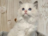 1 chaton Ragdoll mâle LOOF de huit mois à vendre