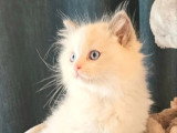 1 chaton Ragdoll mâle LOOF de huit mois à vendre