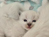 Chatons Sacré de Birmanie LOOF à vendre