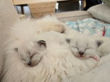 Chatons Sacré de Birmanie LOOF à vendre