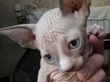 Chaton Sphynx LOOF à vendre