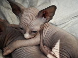 Chaton Sphynx LOOF à vendre