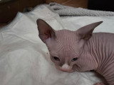Chaton Sphynx LOOF à vendre