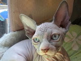 Chaton Sphynx LOOF à vendre