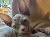 Chaton Sphynx LOOF à vendre