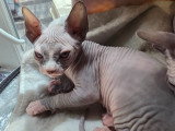 Chaton Sphynx LOOF à vendre