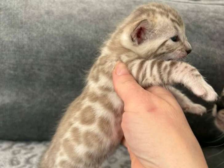 4 chatons Bengal LOOF nés en mars 2026 à réserver