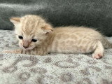 4 chatons Bengal LOOF nés en mars 2026 à réserver