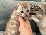4 chatons Bengal LOOF nés en mars 2026 à réserver