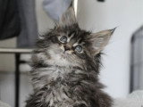 Chaton femelle Maine Coon LOOF née février 2026 disponible à la vente