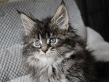 Chaton femelle Maine Coon LOOF née février 2026 disponible à la vente