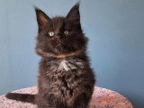 Réservation de 6 chatons Maine Coon LOOF nés en février 2026