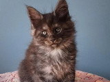 Réservation de 6 chatons Maine Coon LOOF nés en février 2026