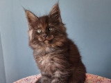 Réservation de 6 chatons Maine Coon LOOF nés en février 2026