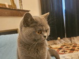 Chatte British Shorthair à vendre