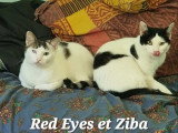 Red Eyes et Ziba, deux inséparables chats à adopter ensemble