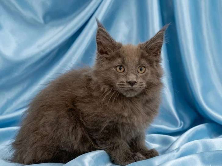 Chaton Maine Coon mâle bleu inscrit au LOOF à vendre