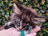 Réservation de 5 chatons Maine Coon non LOOF nés en février 2026