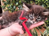 Réservation de 5 chatons Maine Coon non LOOF nés en février 2026