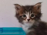 Réservation de 4 chatons Maine Coon inscrits au LOOF nés en mars 2026