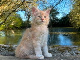 Chaton Maine Coon mâle crème smoke LOOF à réserver