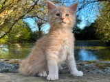 Chaton Maine Coon mâle crème smoke LOOF à réserver