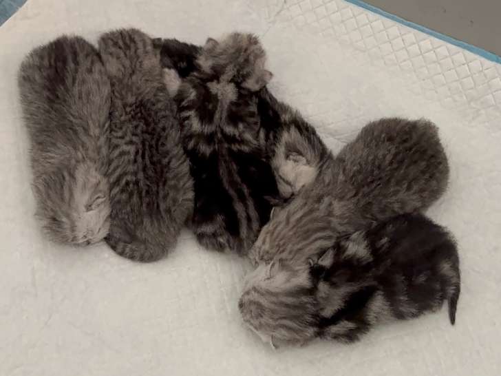 Chatons de type British Shorthair à vendre (3 femelles & 3 mâles)