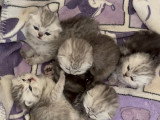 Chatons de type British Shorthair à vendre (3 femelles & 3 mâles)