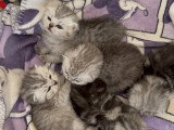 Chatons de type British Shorthair à vendre (3 femelles & 3 mâles)
