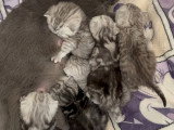Chatons de type British Shorthair à vendre (3 femelles & 3 mâles)