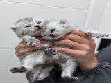 Chatons de type British Shorthair à vendre (3 femelles & 3 mâles)