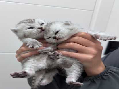 Chatons de type British Shorthair à vendre (3 femelles & 3 mâles)