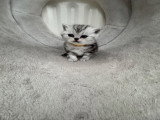 Chatons de type British Shorthair à vendre (3 femelles & 3 mâles)