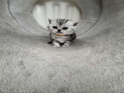 Chatons de type British Shorthair à vendre (3 femelles & 3 mâles)