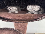 Chatons de type British Shorthair à vendre (3 femelles & 3 mâles)