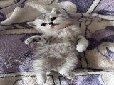 Chatons de type British Shorthair à vendre (3 femelles & 3 mâles)