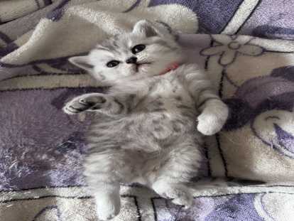 Chatons de type British Shorthair à vendre (3 femelles & 3 mâles)