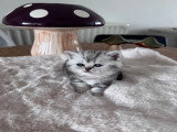 Chatons de type British Shorthair à vendre (3 femelles & 3 mâles)