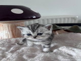 Chatons de type British Shorthair à vendre (3 femelles & 3 mâles)