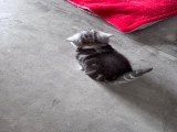 Chatons de type British Shorthair à vendre (3 femelles & 3 mâles)