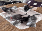 Chatons de type British Shorthair à vendre (3 femelles & 3 mâles)