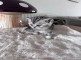 Chatons de type British Shorthair à vendre (3 femelles & 3 mâles)