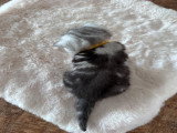 Chatons de type British Shorthair à vendre (3 femelles & 3 mâles)