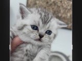 Chatons de type British Shorthair à vendre (3 femelles & 3 mâles)