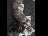 Chatons de type British Shorthair à vendre (3 femelles & 3 mâles)