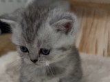 Chatons de type British Shorthair à vendre (3 femelles & 3 mâles)