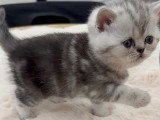 Chatons de type British Shorthair à vendre (3 femelles & 3 mâles)