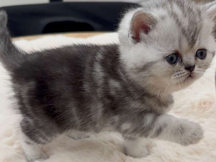 Chatons de type British Shorthair à vendre (3 femelles & 3 mâles)